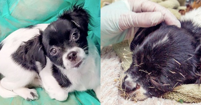  This little dog falls on a cactus but fortunately manages to survive