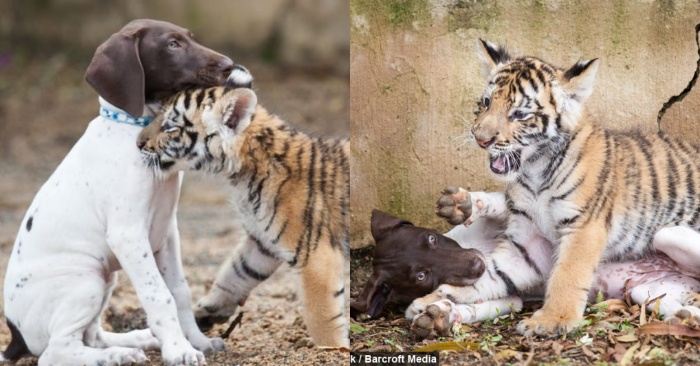  The Bengal tiger was orphaned but he finds a wonderful friend – a little puppy