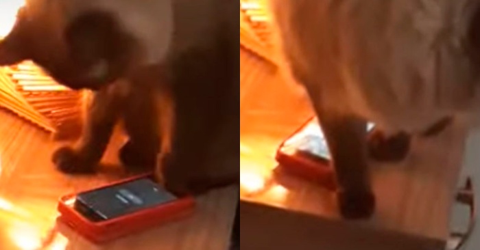  This mischievous cat manages to turn off his owner’s alarm clock, which causes the owner to be late for work