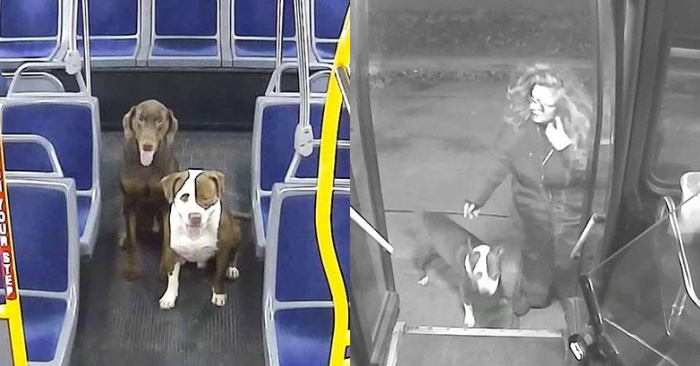  The caring and kind action of the bus driver: he helps the lost and lonely dogs to return home before Christmas