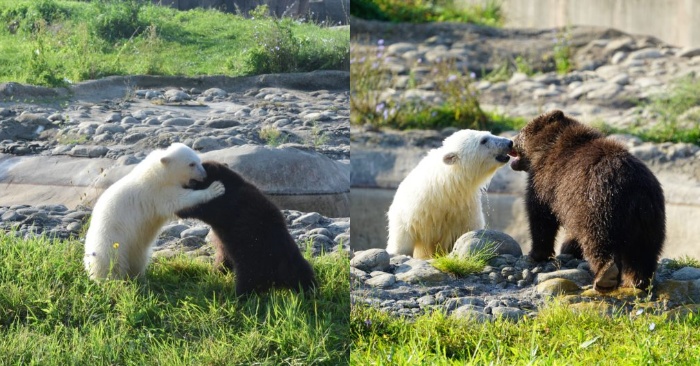  This wonderful company captivates hearts: brown bear and polar bear become very close friends