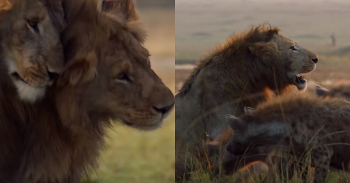  This lion is very grateful to his lion friend who saves him from being attacked by hyenas