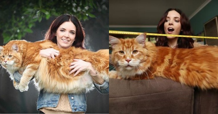  The owners of this unique cat had no idea that their cat would become a record holder in length