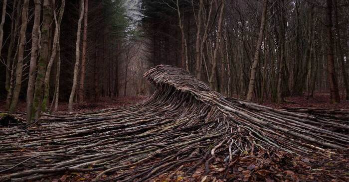  Undulating swaths of deadwood engulf a secluded German forest.