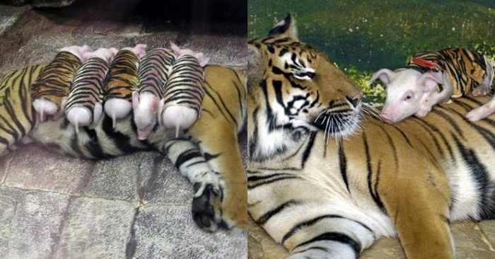  Here is an interesting story: the tiger was very sad when he lost her cubs, but the zoo staff found a small solution