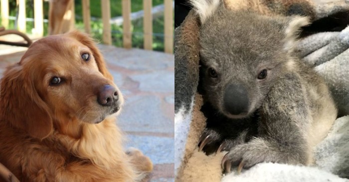  The wonderful kind retriever came back to her owners with a small koala on her back
