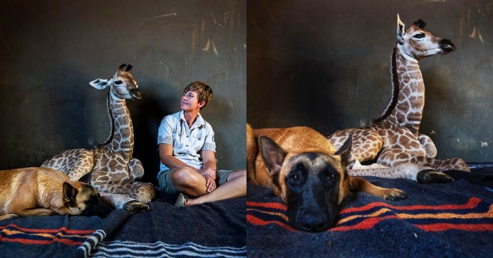  A sensible and caring dog becomes a great friend to an orphaned giraffe