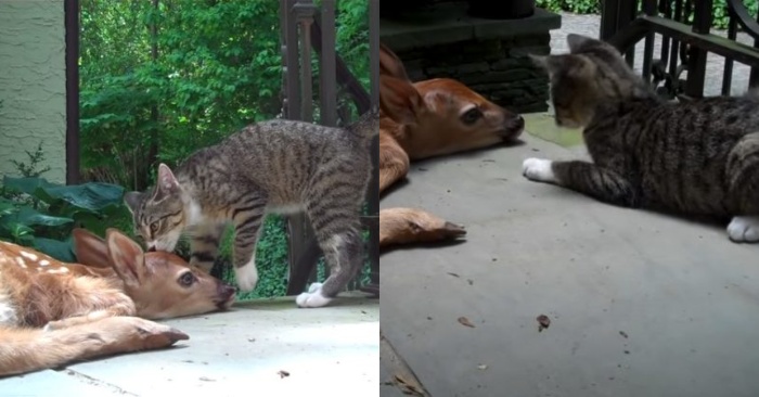  Unexpected friendship: the cat immediately gets closer and befriends the orphaned fawn