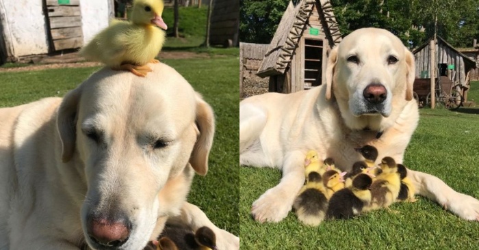  The Labrador helped the little ducks to overcome the pain of loss of their mom