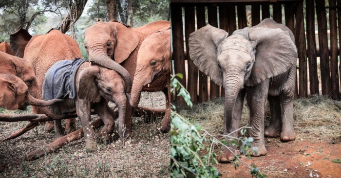  An indescribable story: an orphaned elephant was accepted by new herd and was treated as their calf