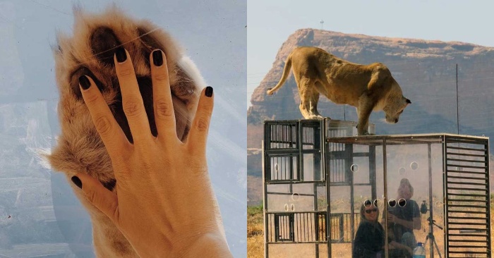  The lions approach and look at the people in the cages, as if the zoo has the opposite meaning