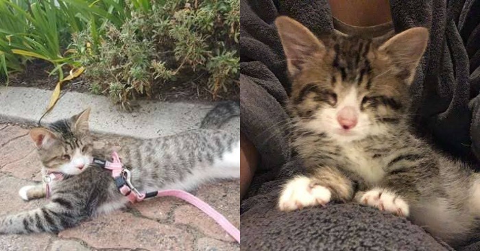  This little innocent and blind kitten immediately feels the kindness of her new owners and hugs them
