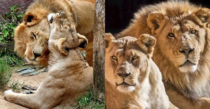  This wonderful couple of lions did not leave each other even for a second