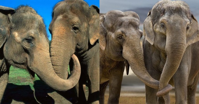  Exciting reunion: these two circus elephants meet again decades later