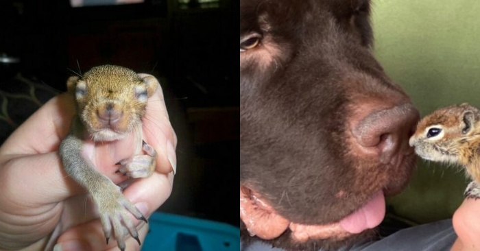  Very touching friendship: this giant dog gets closer to a little orphan squirrel