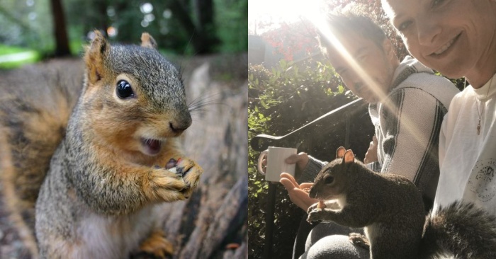  The little squirrel’s loyalty shocks everyone, she returns to the family that saved her