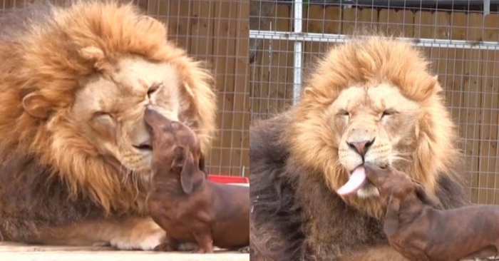  An indescribable closeness between a giant lion and a small dog admires everyone