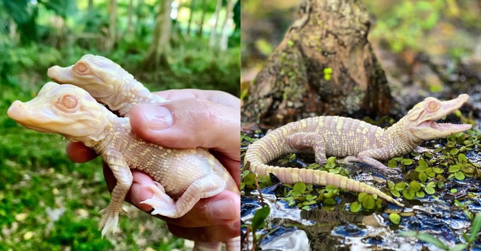  Great joy in the American Park: two rare albino alligators were born here at the same time