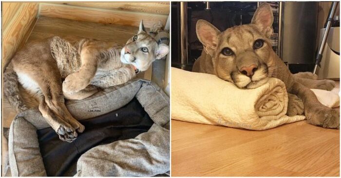  This naughty puma gets rid of the zoo and starts living in kind owners’ house as a pet