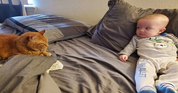 An interesting story: a cat showed that he does not like his owner’s baby, but then the reason became clear