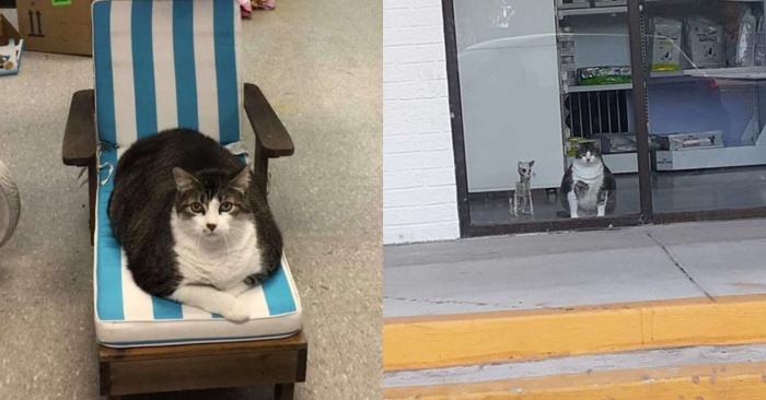  At firs this cat seems pregnant for people who see him, but in reality he was just too fat