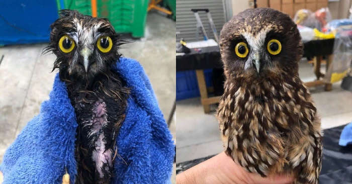  This rescued little owl does not like to be bathed at all, but his behavior is really funny