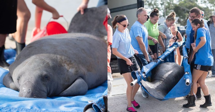  Fortunately, this giant manatee was saved and returned to the ocean