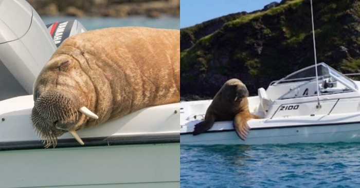  This walrus “steals” people’s boats while traveling, lying down to rest in them