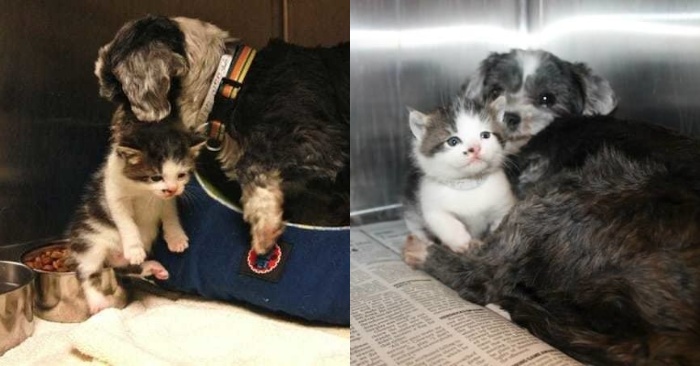  The kind step of the dog: she protects and takes care of the kitten that was found in the ravine
