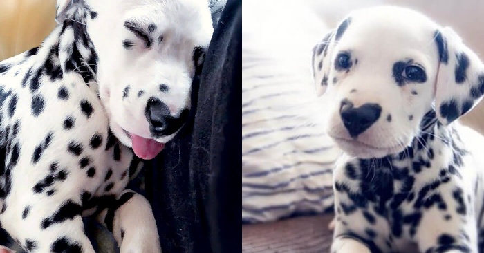  It is impossible not to admire this little miracle Dalmatian who has a heart-shaped nose