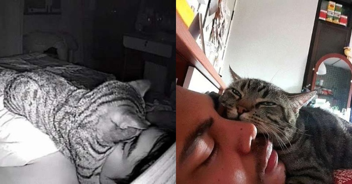  Funny story: this man decided to see how his cat treats him and recorded his behavior at night