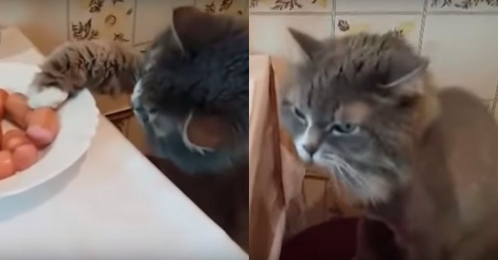  Here’s a funny story: this cat steals its owner’s sausages and the dog steals them from the cat