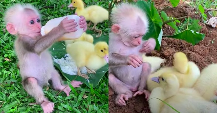  This little monkey cares for and loves ducks as if they are part of his family