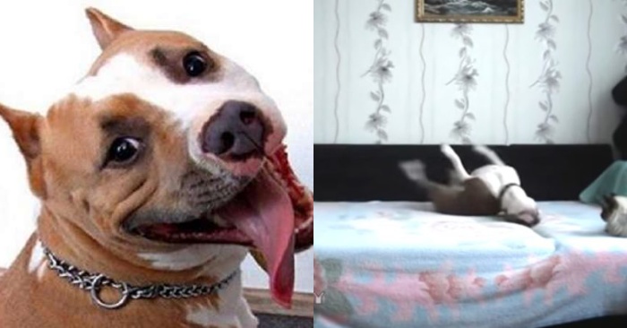  Here’s a funny story: this crazy dog waits until his owners leave home and starts dance at home