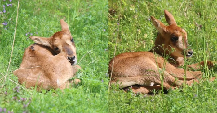  The birth of this sable-horned antelope was really an occasion for the zoo staff to celebrate
