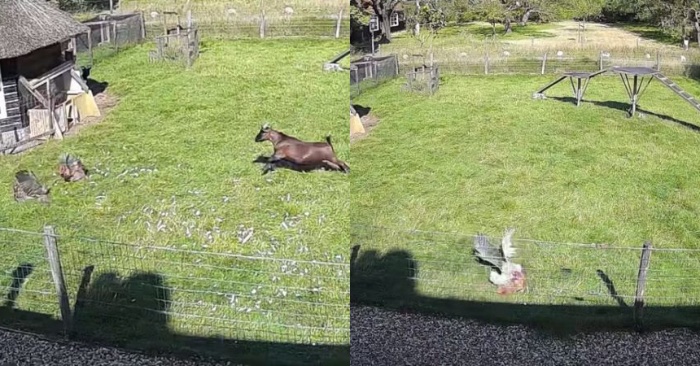  Incredible scene: a goat and a rooster try to save the chicken from a hawk attack