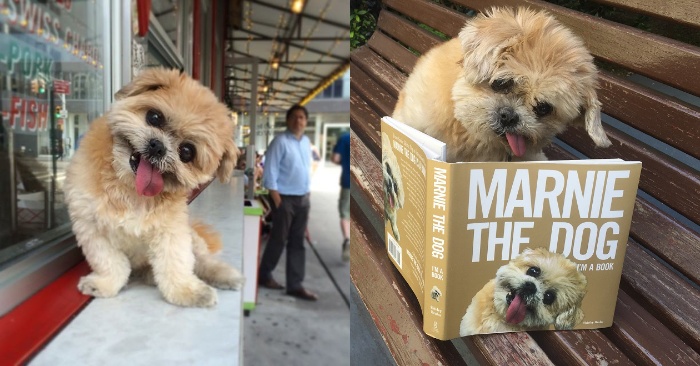  This cute little dog is just a real miracle: he has attracted almost everyone’s attention with his charisma