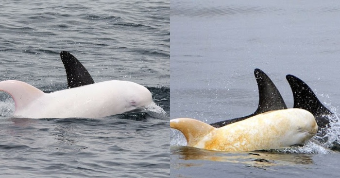  This rare albino dolphin returns to the Arctic Ocean which is simply unbelievable