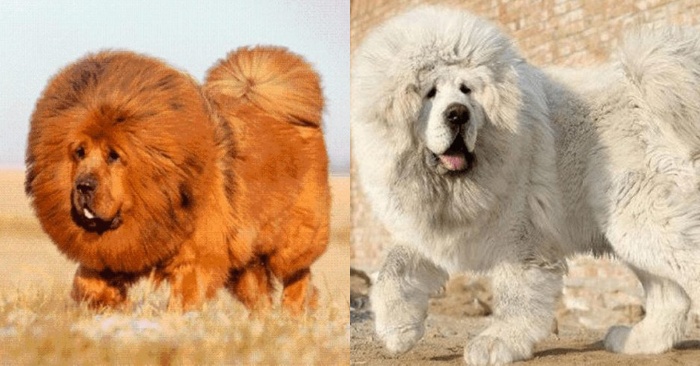  This magnificent, giant and fluffy Tibetan Mastiff is considered to be the most expensive dog in the world