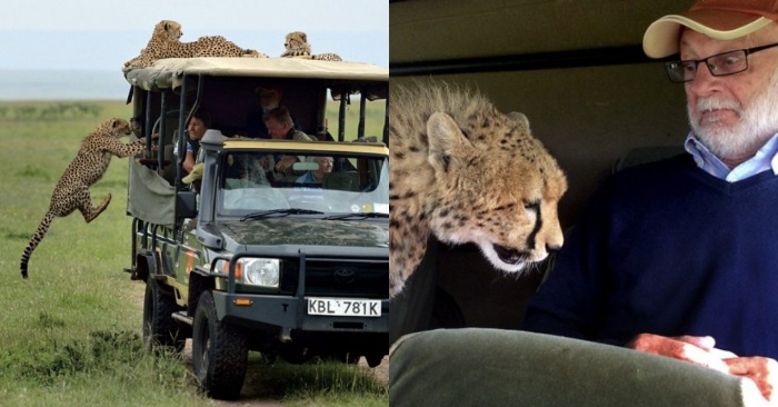  It was a really unexpected surprise for the tourist when he met the cheetah in the safari vehicle