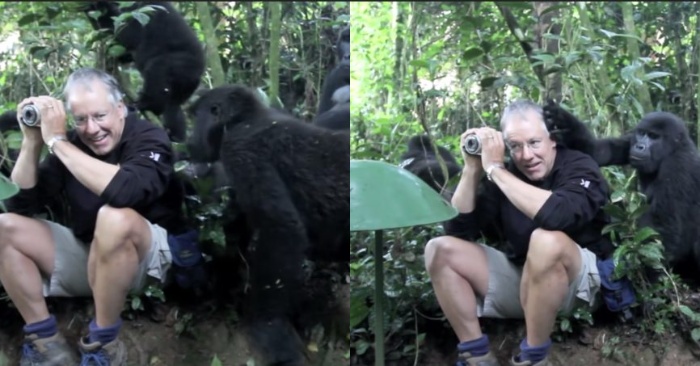  This man met a family of gorillas: he was both scared and fascinated at the same time