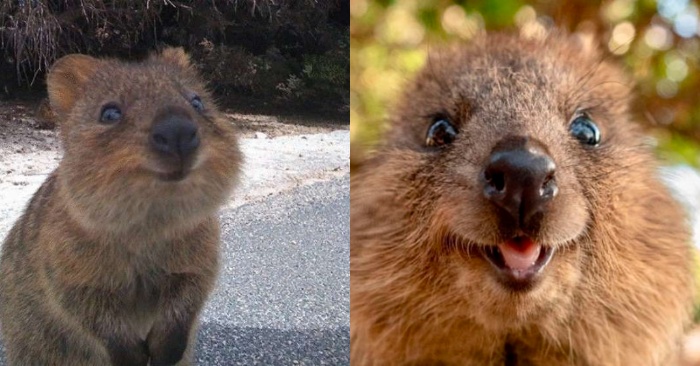  Here’s a happy and smiling quokka, who is probably the happiest animal in the world, it smiles all the time