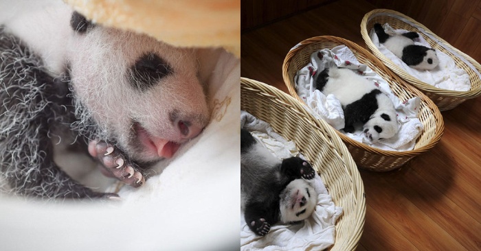  These wonderful pandas had the most interesting and beautiful photo series ever