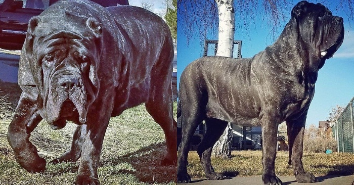  This dog weighing 80 pound is considered one of the largest dogs in the world and lives in the United States