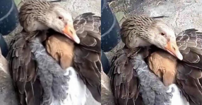  Very touching scene: a goose hugs a little trembling dog and tries to warm him up showing her love