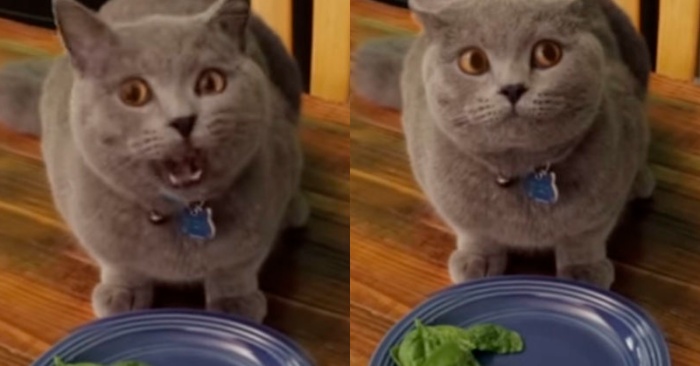  This cat doesn’t seem to be vegan at all, his reaction to spinach really makes us laugh