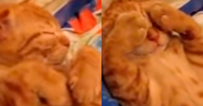  Here is the most stubborn cat: this story shows how the owner tries to wake his cat up