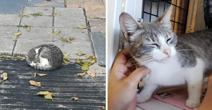  This poor cat was constantly sleeping on cold concrete, but then kind and caring people took her and take care of her