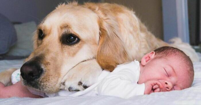 Wonderful relationship between dog and owner: this Retriever is next to his little owner from birth