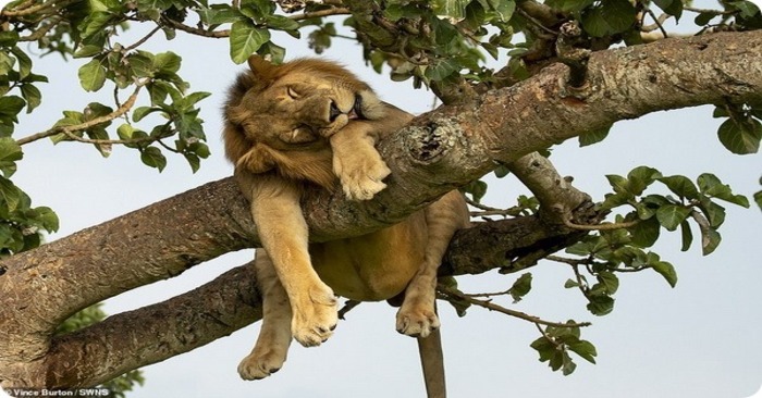  Occasionally, unexpected scenes happen in the wild: in Uganda, on a hot day, lions rest in the trees